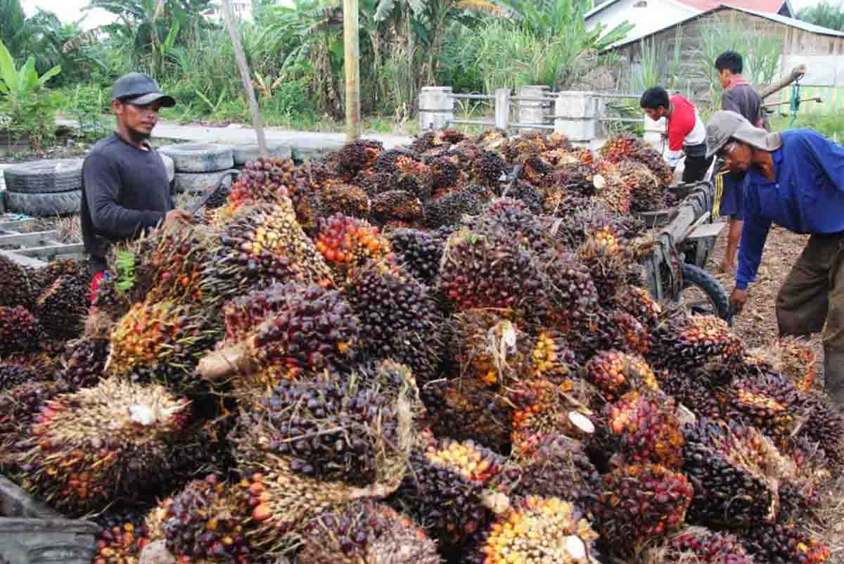 Berikut Harga Kelapa Sawit Mitra Plasma di Riau Periode 20-26 Desember 2023