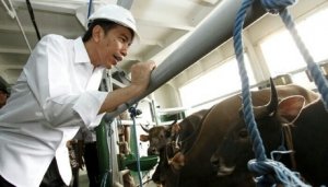 GoRiau Kapal Sapi Jokowi Sudah 2 Kali Kosong, 2 Kementerian Saling Menyalahkan
