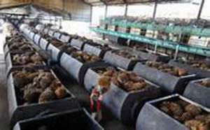 GoRiau Riau Akan Bikin Klaster Agro untuk Perkuat Ketahanan Pangan