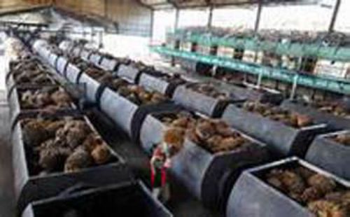 Riau Akan Bikin Klaster Agro untuk Perkuat Ketahanan Pangan