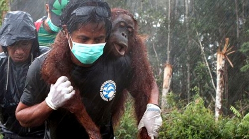 Kebakaran Hutan dan Lahan di Dumai Bisa Ancam Kehidupan Satwa Liar