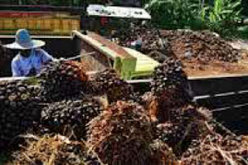 Produksi TBS Menurun, Harga Sawit Riau Pekan Keempat Mei Naik Tipis