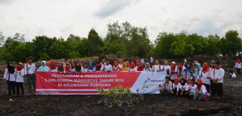 Pertamina Dumai Tanam 5.000 Mangrove di Pesisir Pantai Purnama