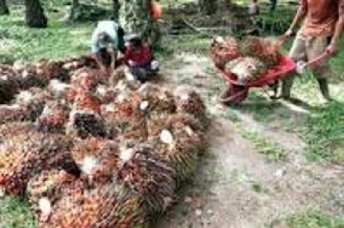 Pembungaan dan Pembuahan Kelapa Sawit Terancam Terganggu, Ini Penyebabnya
