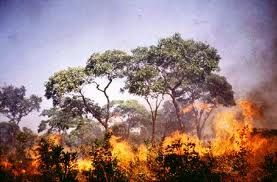 Waduh! Hutan dan Lahan di 6 Desa di Rokan Hilir Terbakar, Asap Tebal Selimuti Sebagian Kawasan