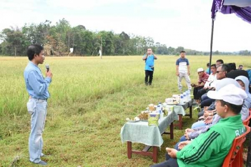 Sekarang, Sawah di Kampar Bisa Hasilkan Lebih 8 Ton Gabah Per Hektare