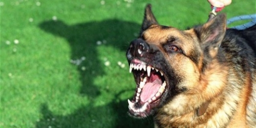 Awas, Anjing dengan Ciri-ciri Ini, 5 Orang Warga Tembilahan Digigit dan Dilarikan ke UGD