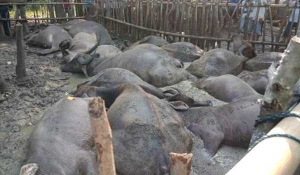 GoRiau Disambar Petir, Penggembala Tewas dan 19 Kerbau Mati di Tapanuli Tengah