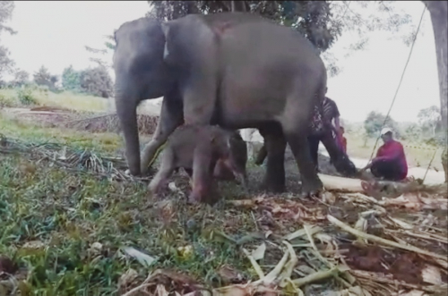 Diberi Nama Rizky, Bayi Gajah Sumatera Kembali Terlahir di PLG Minas di Tahun 2020