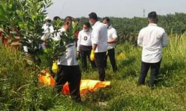 Mayat Membusuk Ditemukan di Kebun Kelapa KM 55 Jalintim Pelalawan, Ketahuan Karena Baunya