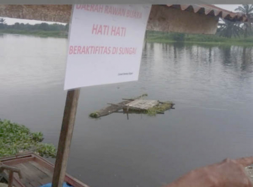 Warga Sungai Rangau Cemas karena Sering Lihat Buaya Muncul