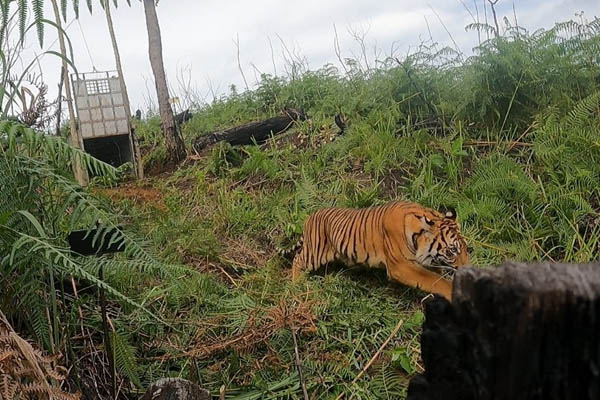 Bekerja Subuh, Penebang Kayu Mahang di Sungai Belat Teluk Lanus Siak Diterkam Harimau Hingga Tewas