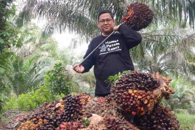 Berikut Daftar Harga Kelapa Sawit Petani Mitra Swadaya di Riau Periode 20-26 Desember 2023