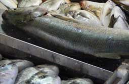 Pedagang Perkirakan 13 Ton Ikan Luar Negeri Masuk ke Selatpanjang