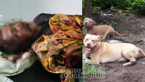 GoRiau Pria di Kediri Tewas Setelah Diserang 2 Anjing Pitbull Milik Tetangganya