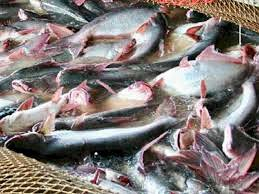Hasil Produksi Ikan Patin di Kampar Capai 6 Miliar Lebih per Bulan