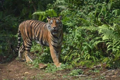 Ini Jawaban BBKSDA Riau Terkait Teror Kemunculan Harimau di Hutan Inhil yang Sempat Membuat Petugas Ketakutan