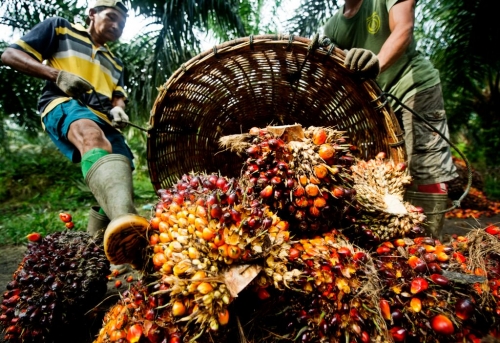 Serapan Pasar CPO Membaik, Harga Sawit di Riau Terimbas Naik Tipis