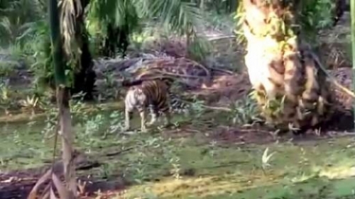 Harimau di Inhil Kembali Nampakkan Diri, Tim dari Kepolisan dan BKSDA Terkepung Selama 2 Jam