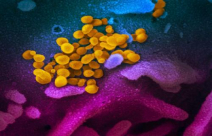 GoRiau Virus Corona Merenggut Jiwa di Korsel