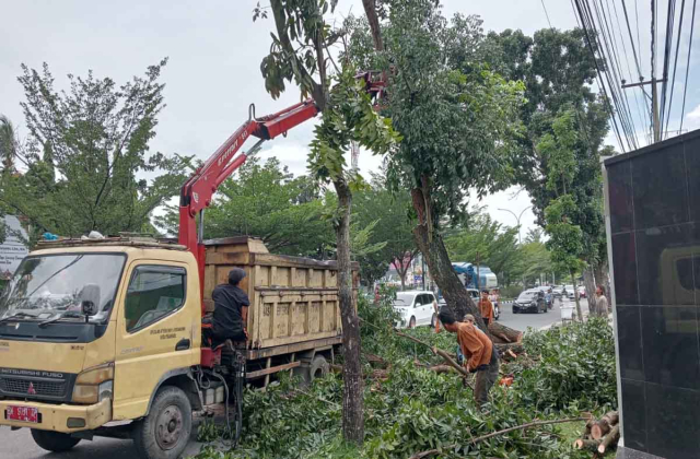 Bahayakan Penggunaan Jalan, DLHK Pekanbaru Pangkas Belasan Pohon Pelindung