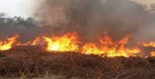 Tersangka Pembakar Hutan di Riau Jadi 75 Orang