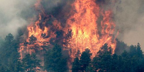 46 Perusahaan Diduga Terlibat Pembakaran Hutan di Riau