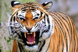 Populasi Harimau Sumatera Ditaksir Tinggal 400 Ekor, Dirjen KSDAE KLHK: Mereka Top Predator