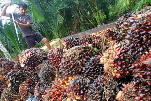 Pekan Ini, Harga TBS Kelapa Sawit di Riau Turun Rp92,56 per Kg