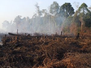 GoRiau 3 Tahun Moratorium Dinilai Gagalâ€, Hingga Februari Masih Terjadi Kebakaran Gambut Riau