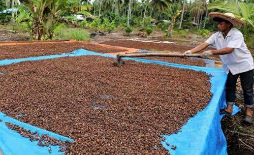 Tahan Gempuran Cuaca Ekstrem, Kopi Liberika Meranti Jadi Solusi Bertani di Tengah Krisis Iklim