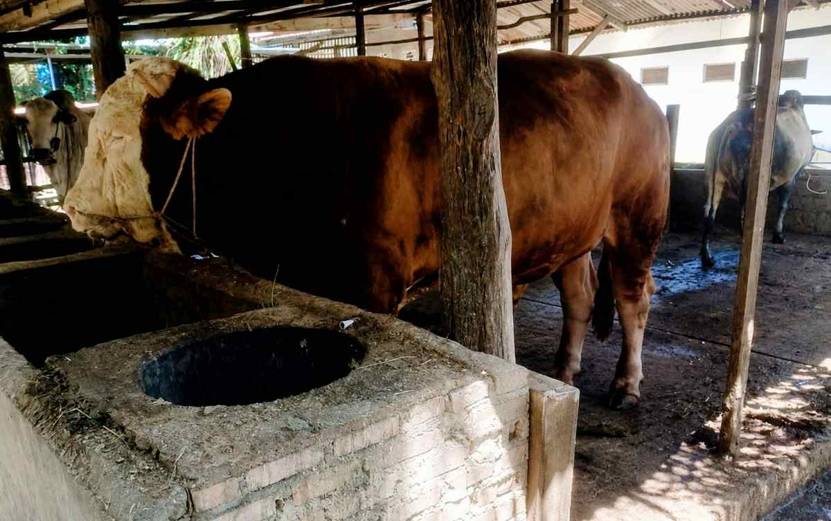 Sapi Jumbo Rp94 Juta Milik Peternak Dumai yang Terpilih Jadi Kurban Presiden Prabowo Berbobot 950 Kilogram