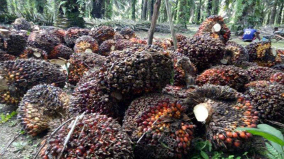 GoRiau Provinsi Riau Jadi Pelopor dalam Penetapan Harga TBS Kelapa Sawit untuk Petani Mitra Swadaya