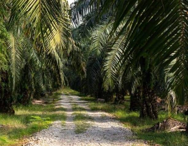 Pekerja Perkebunan Tewas Terjatuh di Tanjung Medan