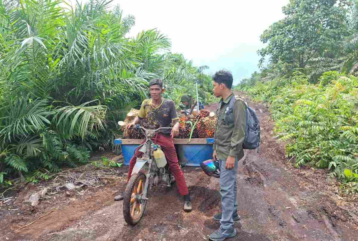 Motor Dicakar Harimau di Sungai Apit Siak, Pekerja Kebun Selamat Berkat Pacu Sepeda Motor