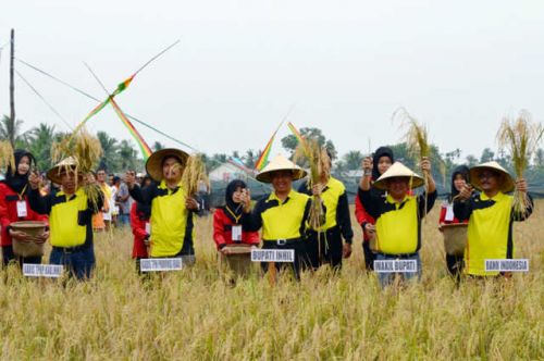 Duh, Riau Bisa Demam Jika Inhil Tak Tanam Padi