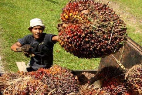 Harga TBS Kelapa Sawit di Riau Pekan Ini Naik Tipis
