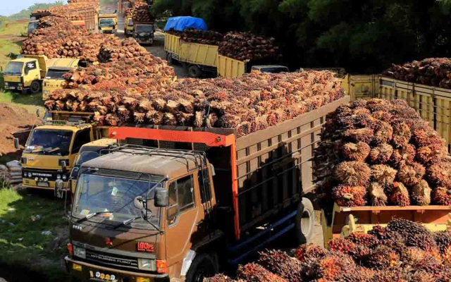 Harga Kelapa Sawit Mitra Plasma Riau Minggu Ini Ditetapkan Rp3.679 per Kg
