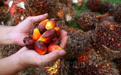 GoRiau Harga TBS Mitra Swadaya Riau Meningkat, Petani Terima Rp3.667,82 per Kg