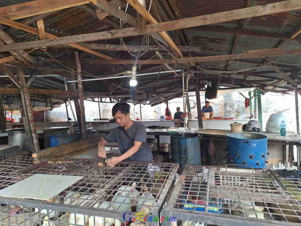 Harga Ayam Potong Naik Jadi 40 Ribu di Pekanbaru, Pedagang: MBG Ikut Berpengaruh