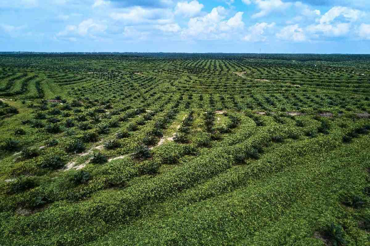 Kucurkan Rp1,9 Triliun, Program Peremajaan Sawit Riau Sasar 23 Ribu Petani Lokal