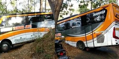 WartaPKU.com Gunakan GPS, Bus Tungga Jaya Tersesat di Tengah Hutan dan Terjepit Pepohonan Besar, Begini Ceritanya
