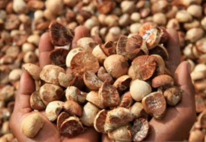 GoRiau Harga Pinang Kering di Riau Turun Jadi Rp8.988