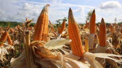 GoRiau Kebutuhan Jagung di Pekanbaru Meningkat, Petani Lokal Didorong Perluas Produksi