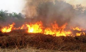 GoRiau Riau Siaga Darurat Kebakaran Hutan dan Lahan