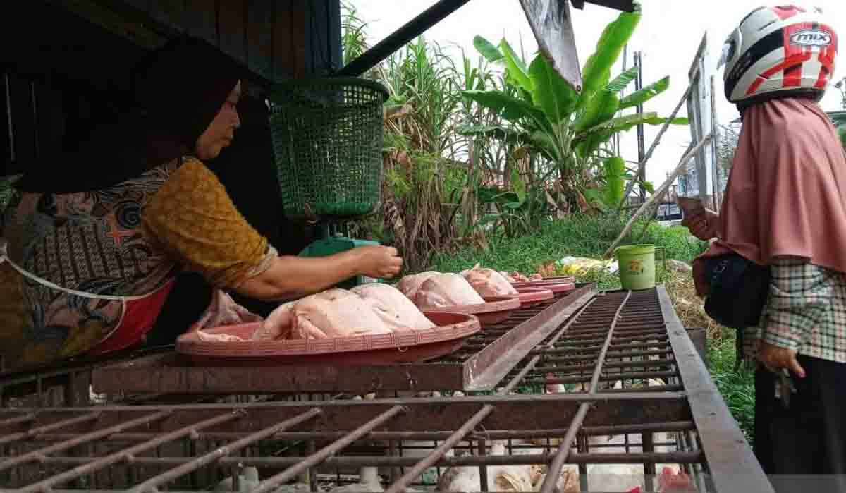 Harga Ayam di Pekanbaru Merangkak Naik Jelang Ramadhan