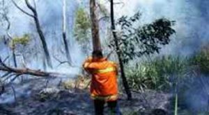 GoRiau 3 Operator Seluler Dilibatkan untuk Tanggulangi Kebakaran Hutan di Riau