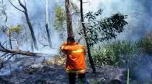 3 Operator Seluler Dilibatkan untuk Tanggulangi Kebakaran Hutan di Riau