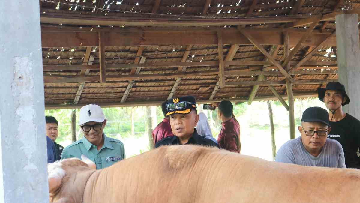 Persiapan Iduladha 1447 Hijriah, Sapi Kurban Raksasa di Desa Gogok Lulus Uji Kesehatan
