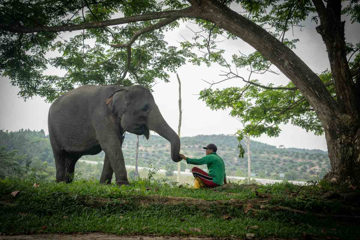 Harmoni di Tanah Balai Raja, Saat Sang Gajah dan Manusia Berbagi Ruang Kehidupan